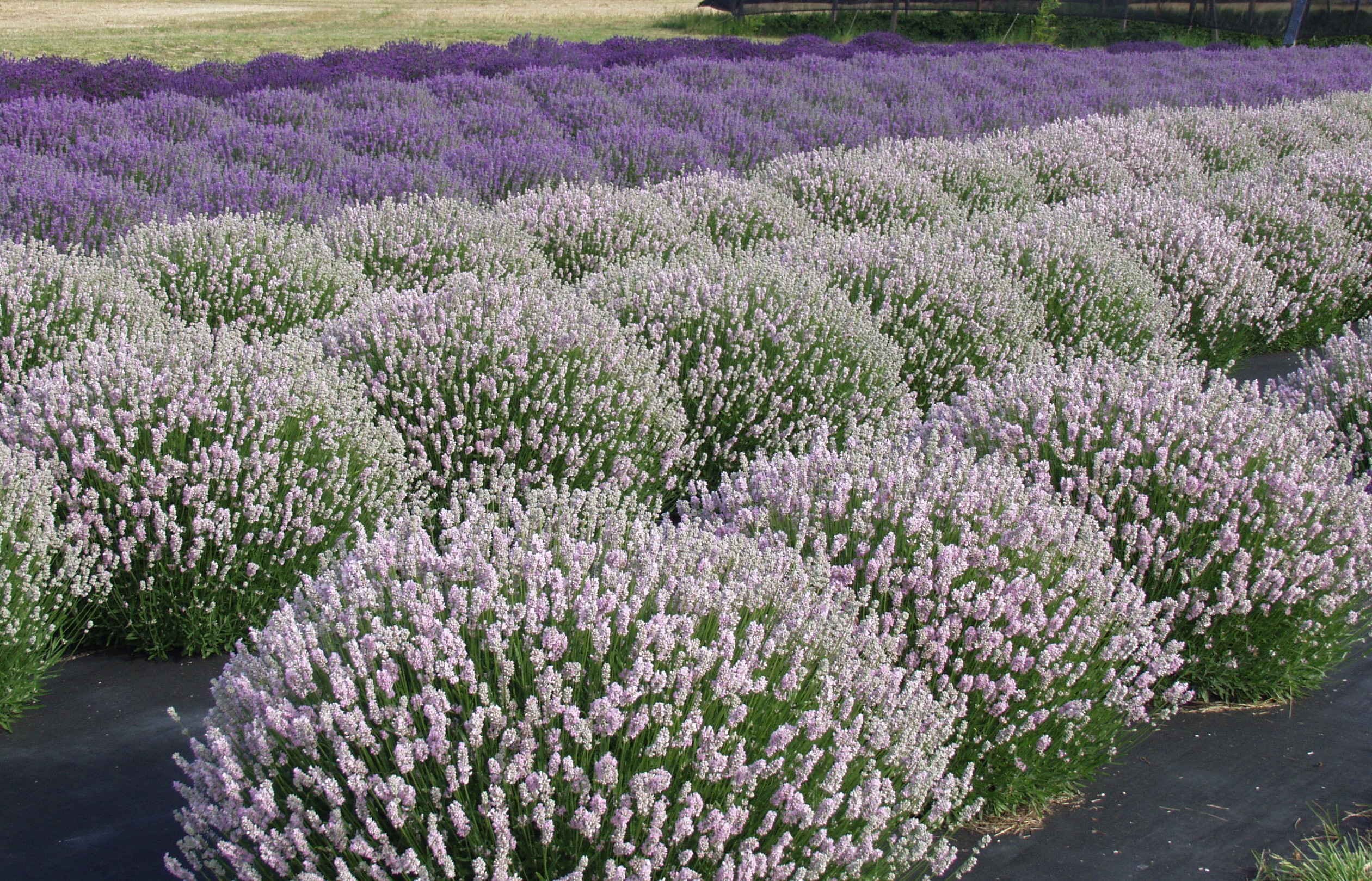 اسطوخدوس فرانسوی